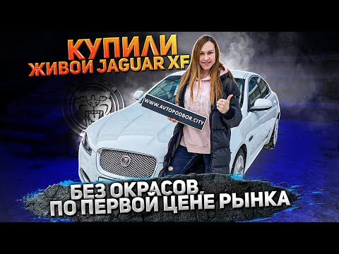 Видео: Jaguar XF по низу рынка. Реально ли найти живой?