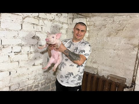 Видео: Продажи пошли! Поросята переехали