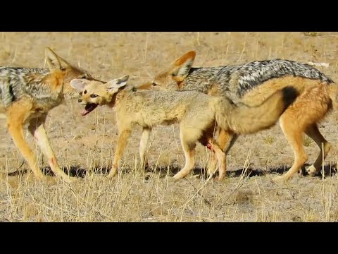 Видео: Наглости этой собаки можно только позавидовать - ЧЕПРАЧНЫЙ ШАКАЛ В ДЕЛЕ!