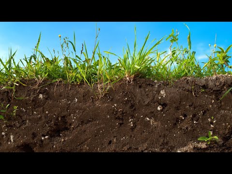 Видео: Связь содержания и состава органического вещества со степенью эродированности и урожайностью