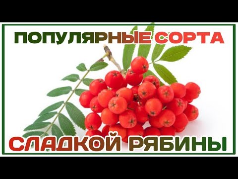 Видео: ТОП-7  самых СЛАДКИХ СОРТОВ РЯБИНЫ.