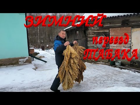 Видео: Хранилище ТАБАКА пустеет. Что делать? Уехали за помощью в Москву.  Наша жизнь в деревне.