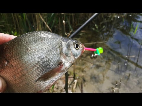 Видео: РИБАЛКА НА СТАВКУ ЛОВЛЯ НА ДОНКИ !!!