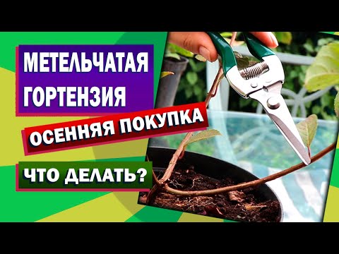 Видео: Гортензия. Слабый осенний саженец. Что с ним делать?