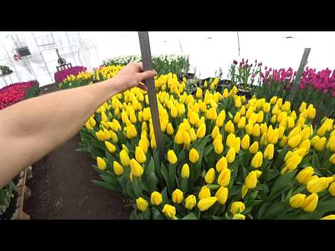 Видео: Зацветают все сорта! Обзор на 23 февраля.