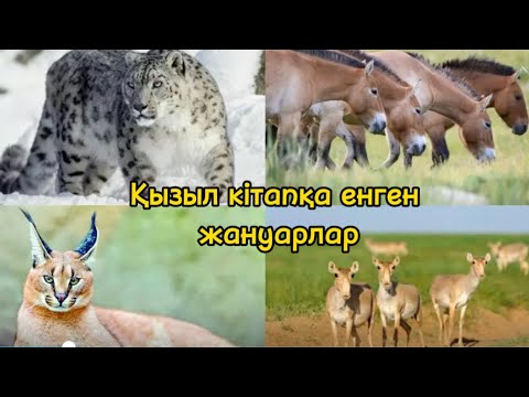 Видео: “Қызыл кітапқа енген жануарлар”