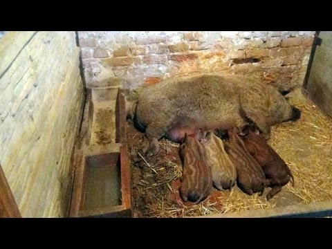 Видео: Содержание свиноматок с поросятами. Фермерское хозяйство Евгения Андриенко.