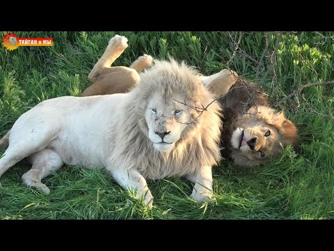 Видео: Львиный беспредел в саванне. Тайган. Lions life in Taigan.