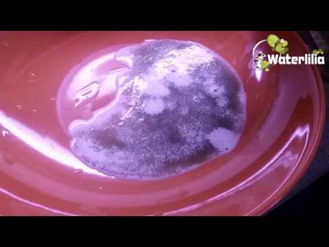 Видео: Нерест карпа кои в домашних условиях часть 2