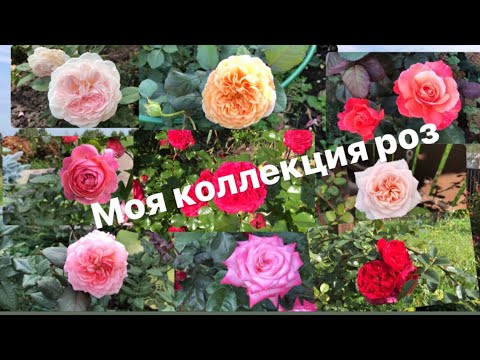 Видео: Моя коллекция роз.60 сортов!🌹My collection of roses. 60 varieties!