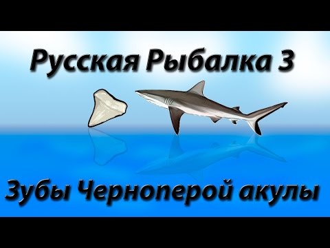 Видео: Черноперая акула и зубы + Небольшой заработок