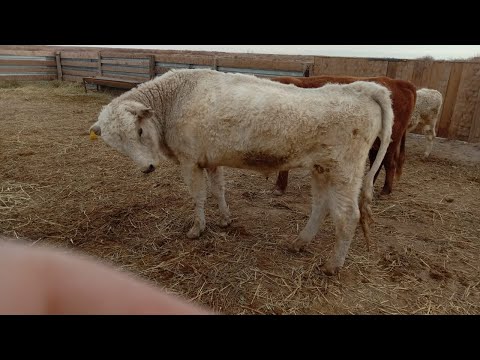 Видео: Ауыл тынысы көрермендерінің тыныс тіршілігі
