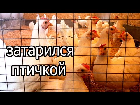 Видео: ЕДУ В РАССВЕТ! Цыплята, утята, гуси, индюки, цесарки!