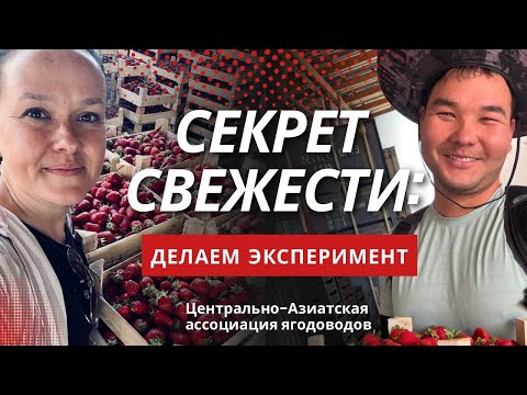 Видео: Что будет с клубникой через 7 дней? Наш эксперимент с пакетом из Голландии