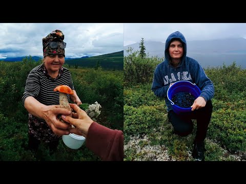 Видео: Что растёт в горах Аляски: грибы, ягоды и красота природы (69)