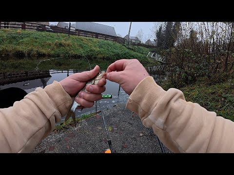 Видео: ОСІНІЙ КЛАСИЧНИЙ ФІДЕР НА РІЧЦІ 🎣