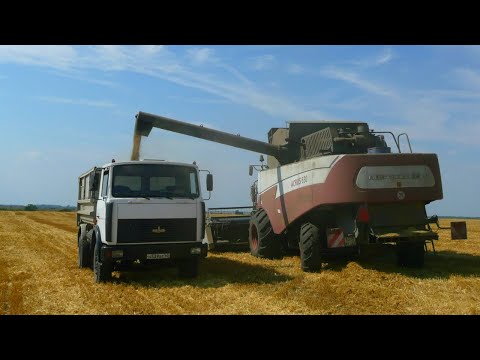 Видео: Перевоз пшеницы с тока на МАЗе. Уборка ячменя на поле в 300 гектар.