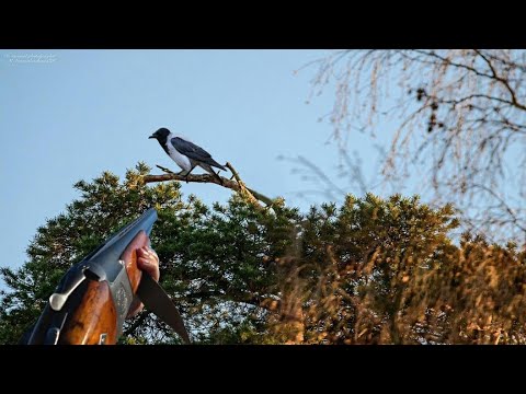 Видео: Охота на ворон! Ликвидация серой вороны. Crowhunting 2022.