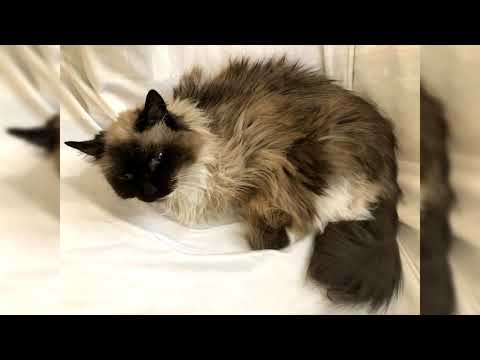 Видео: Рэгдолл. Плюсы и минусы, Цена, Как выбрать, Факты, Уход, История