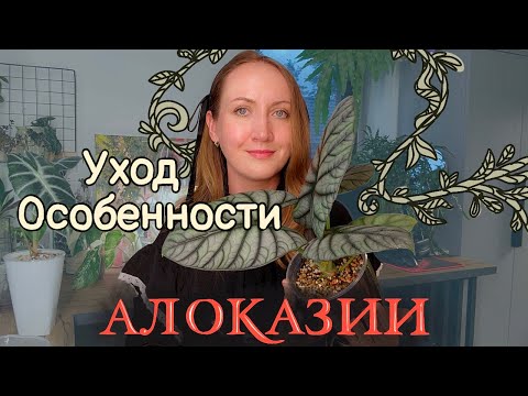 Видео: АЛОКАЗИИ | Особенности ухода, проращивание клубней, фитильный полив