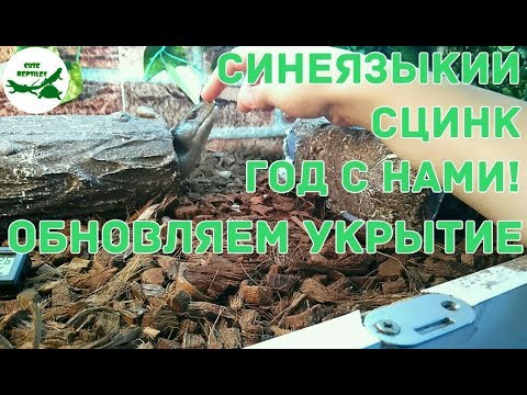 Видео: Синеязыкий сцинк год с нами! Обновляем укрытие