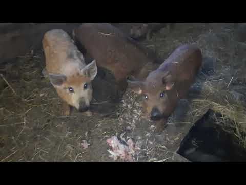 Видео: Венгерская мангалица , поросята 2.5 мес чем я кормлю.