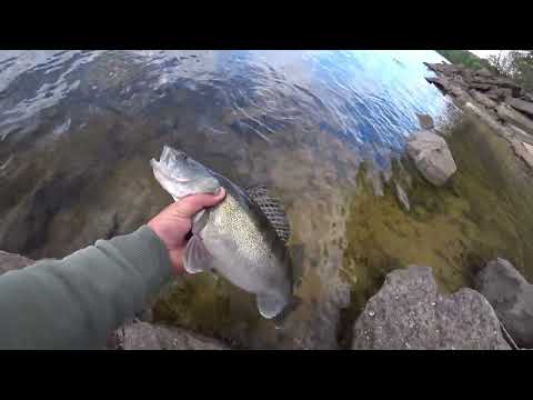 Видео: Як завжди ловити судака!!!! ТОП приманки на судака. Ловля судака на джиг-ріг!