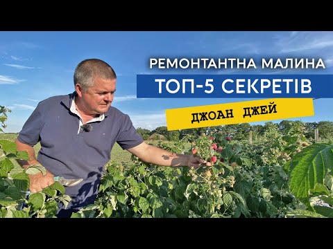 Видео: Основні секрети вирощування ремонтантної малини Джоан Джей. Огляд сорту та його переваги JOAN J