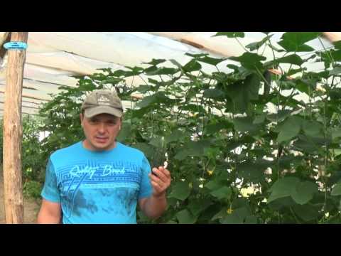 Видео: ПОЧЕМУ ОГУРЦЫ ГОРЬКИЕ И КАК ЭТО ИСПРАВИТЬ.