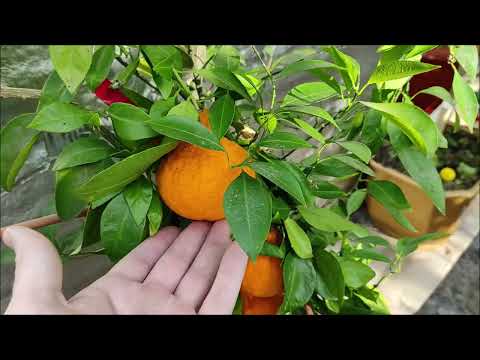 Видео: Декопон (Dekopon, citrus Sumo) / Тангор Ортаник (Tangor Ortanique)