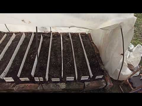 Видео: Парник, посев семян табака для рассады. 09.03.2025