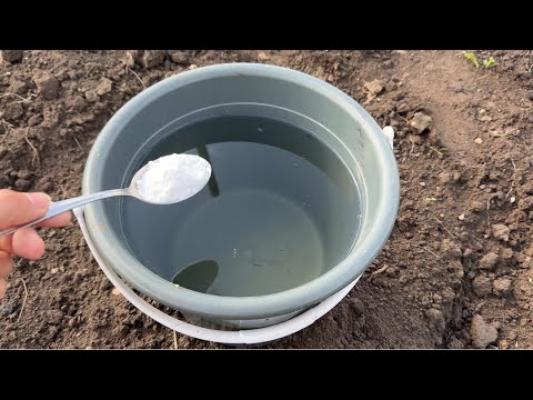 Видео: Это ЛУЧШЕ НАВОЗА! Земля как пух, живая, плодородная, без затрат! Внесите осенью в почву!