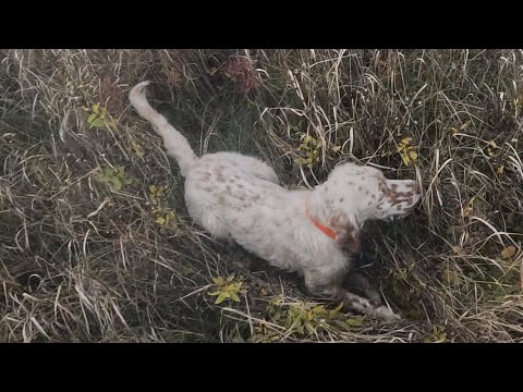 Видео: Фазан любит обмануть молодую собаку