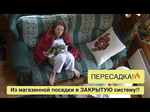 Видео: Пересадка орхидеи Golden Cheese из магазинного горшка в закрытую систему (стеклянная ваза).