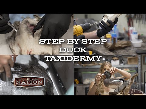 Видео: Пошаговое таксидермическое изготовление чучела утки | DU Nation