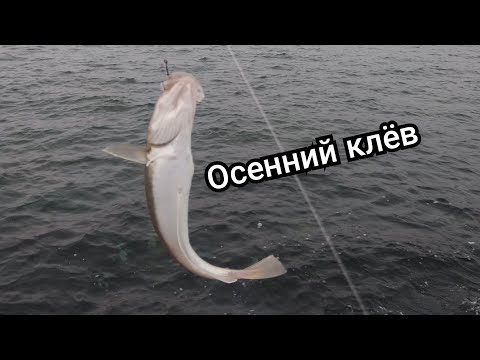 Видео: Ловим мерланга(черноморскую треску) и бычка на Черном море.
