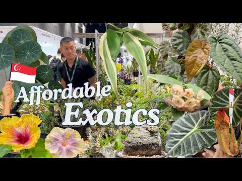 Видео: Доступные экзотические растения и редкие находки | Невероятный рынок растений в Сингапуре 🇸🇬