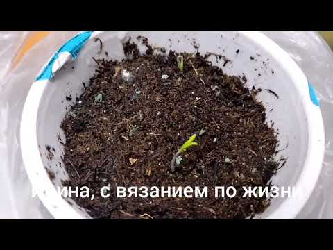 Видео: Влог с 6 по 12 октября 2025 года