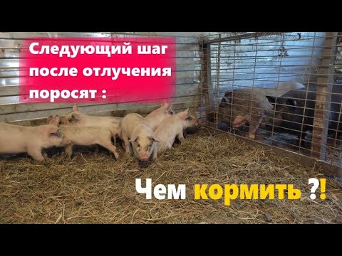 Видео: Чем кормить после отлучения поросят || Почему всех в сарай с выгула загнал