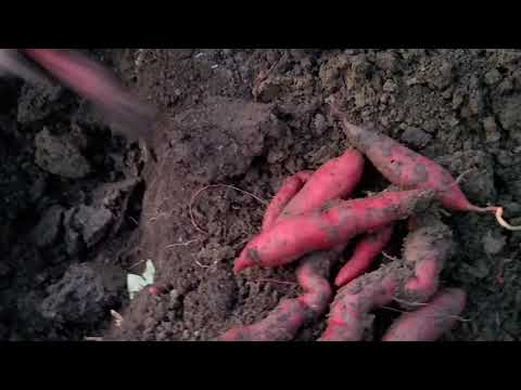 Видео: Батат сорт Гарнет.Копка и неожиданный результат.
