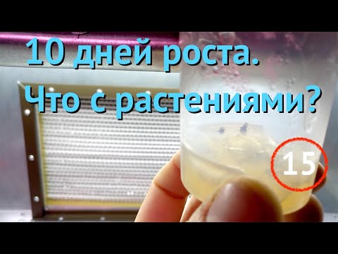 Видео: [15] Спустя 10 дней после высадки. Наблюдаем за пробирками с клубникой. Обрабатываем черенки туи