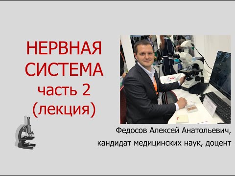 Видео: НЕРВНАЯ СИСТЕМА ЧАСТЬ 2 (ЛЕКЦИЯ ПО ГИСТОЛОГИИ)