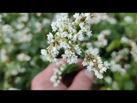 Видео: Перший раз пасіка на гречки!!!