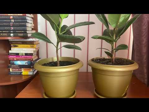 Видео: Каюсь 😨 Каучуковый фикус из одного листа 🍃