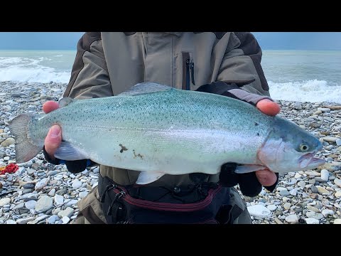 Видео: Ловля форели в Черном море 2022! Сочинская беглянка