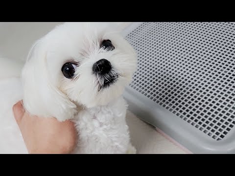 Видео: Притворяясь гостем, он обманул щенка.