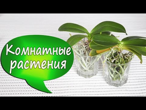 Видео: 7. Орхидеи в стекле! Фаленопсис без коры/грунта. Отсаживаем детку. Убираем старые листья, 2016