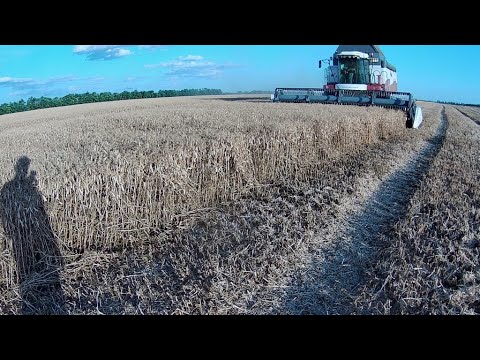 Видео: Уборка гороха