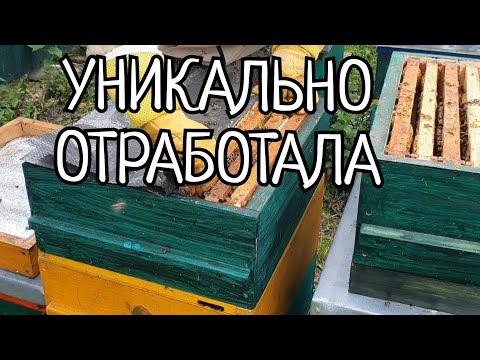 Видео: ДИАФРАГМА ДЮКАРЕВЫХ РУЛИТ, СУПЕР ПОКАЗАТЕЛИ.