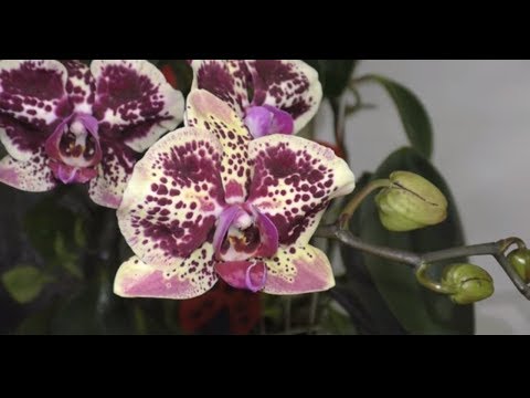 Видео: Нацвело и новинки моей орхо коллекции.  Июль 2019 ЧАСТЬ1